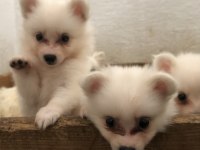 Spitz pomeranian bebekler