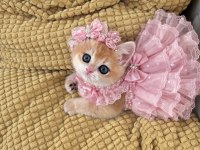 Safkan şecereli anne babadan british shorthair prenses