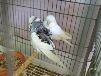 Yavrulu muhabbet kuşu takım