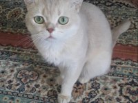 British golden shorthair şecereli erkek