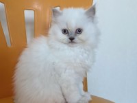 A KALİTE BRİTİSH YAVRULAR