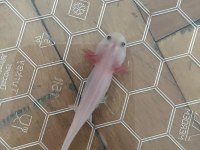 AXOLOTL SEMENDER İSTANBUL İÇİ ELDEN TESLİM