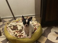 Erkek Ve Dişi 2 Aylık French Bulldog Yavrular