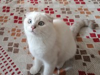 Oyuncu ve sevimli mavi boncuk scottish fold