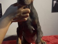 Baba albino egzotik blue renk doberman yavrular