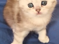 Efsane Tatlı Scottish Fold Silver Yavrular