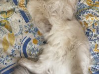 British shorthair dişi