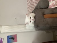 Ücretsiz British Longhair Sahiplendirme