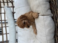 45 Günlük 2 Dişi Toy Poodle