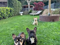French Bulldog Coco Tan