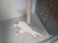 Albino takım sultan papağanı