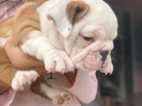 ÇOCUK DOSTU ENGLİSH BULLDOG YAVRUMUZ