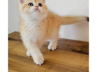 British shorthair kedimiz sahiplendiriyoruz