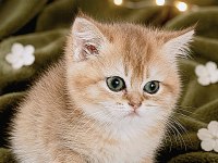 British shorthair golden yavrular