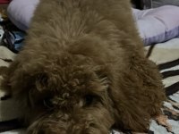 4 Aylık Poodle Dişi