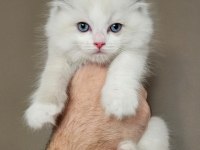 Şecereli Anne ve Babadan Bicolor Ragdoll Yavrularımız