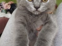 Orjinal British Shorthair
