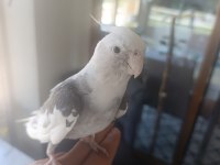 Sultan papağanı 6 aylık erkek