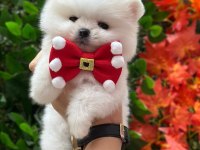 Üretim çiftliğinden pomeranian boo