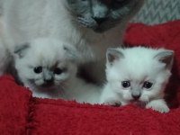 Blue Point Scottish Fold İzmir Buca