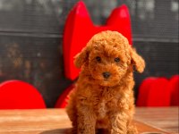 Toy Poodle Yavrular