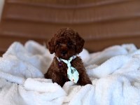 IRK VE SAĞLIK GARANTİLİ KORE POODLE BEBEKLER