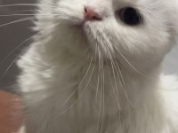 Beyaz Prens Scottish Fold