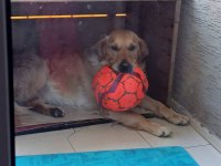 Ücretsiz sahiplendirme golden retriever