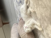 Chinchilla 1 yaşında kedimiz