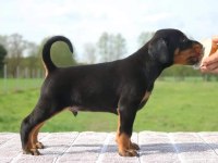 Irkının En Kalitelisi Doberman Yavrular