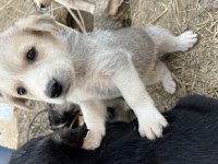 Yavru Köpeğimizi Ücretsiz Sahiplendirme
