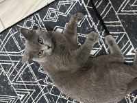 10 aylık british shorthair