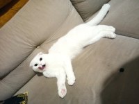 Sahiplendirilecek scottish fold kırık kulak