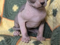 Naked Beauty Sphynx Cattery 2 Aylık