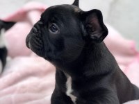 FRENCH BULLDOG YAVRULARI