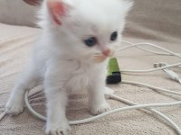 1 aylık yavru british longhair