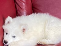 Harika samoyed bebeklerim