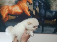 Pomeranian yavrular