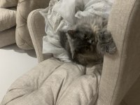 2 yaşında british longhair (çiftleştirme)