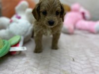 Erkek dişi maltipoo yavrular