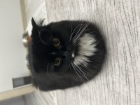 Scottish fold 1,5 yaşında dişi