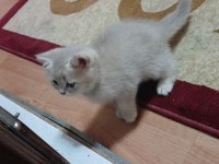 1 aylık yavru british shorthair