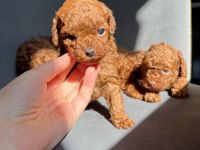 RED BROWN KORE TOY POODLE YAVRULAR