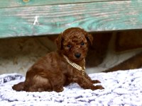 Toy Poodle Irk Garantili Yavrular