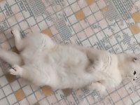Beyaz mavi gözlü scottish fold