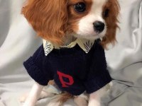 Efsane sevimli cavalier king charles yavrular
