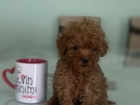 Tea Cup Poodle