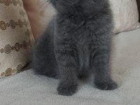 2 aylık scottish fold yavru kedilerimiz