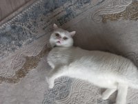 British shorthair 3 yaşında