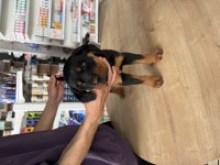 A kalite rottweiler yavru köpekler